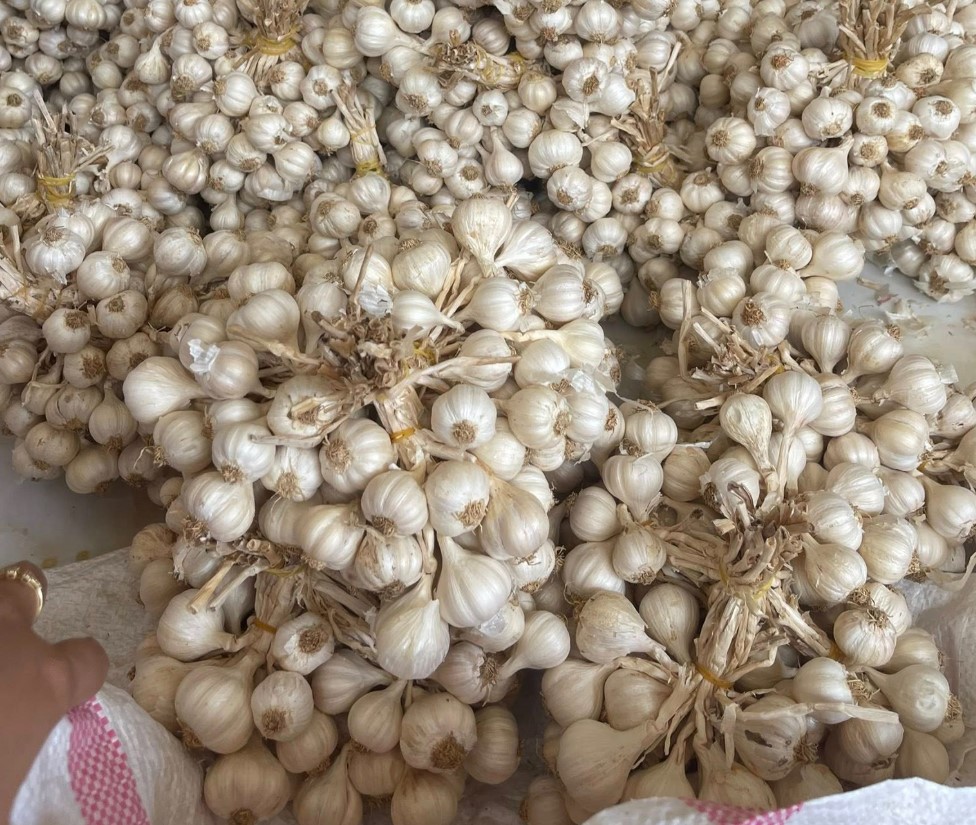 Tỏi có tác dụng gì với sức khỏe con người
