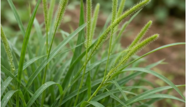 Cỏ mần trầu